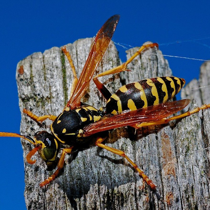 cropped-wasp-564609_1280.jpg