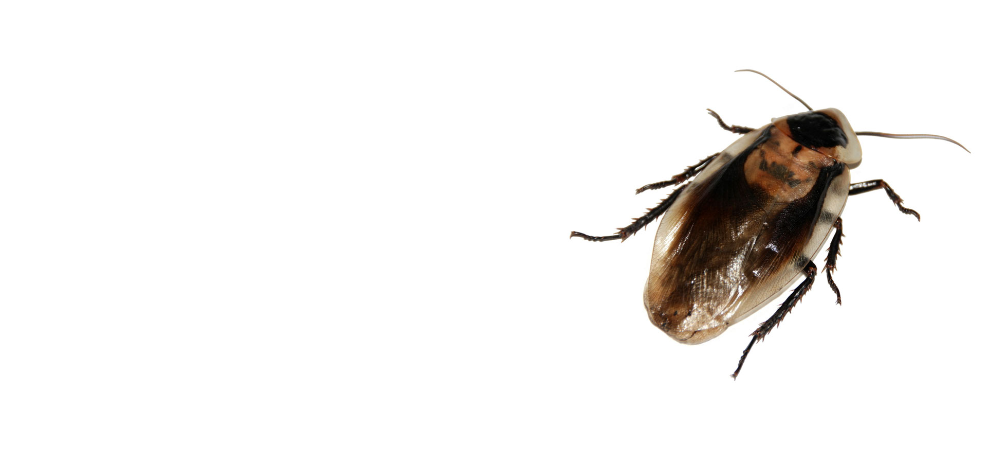N&S-Experts Désinsectisation - lutte contre les cafards et blattes