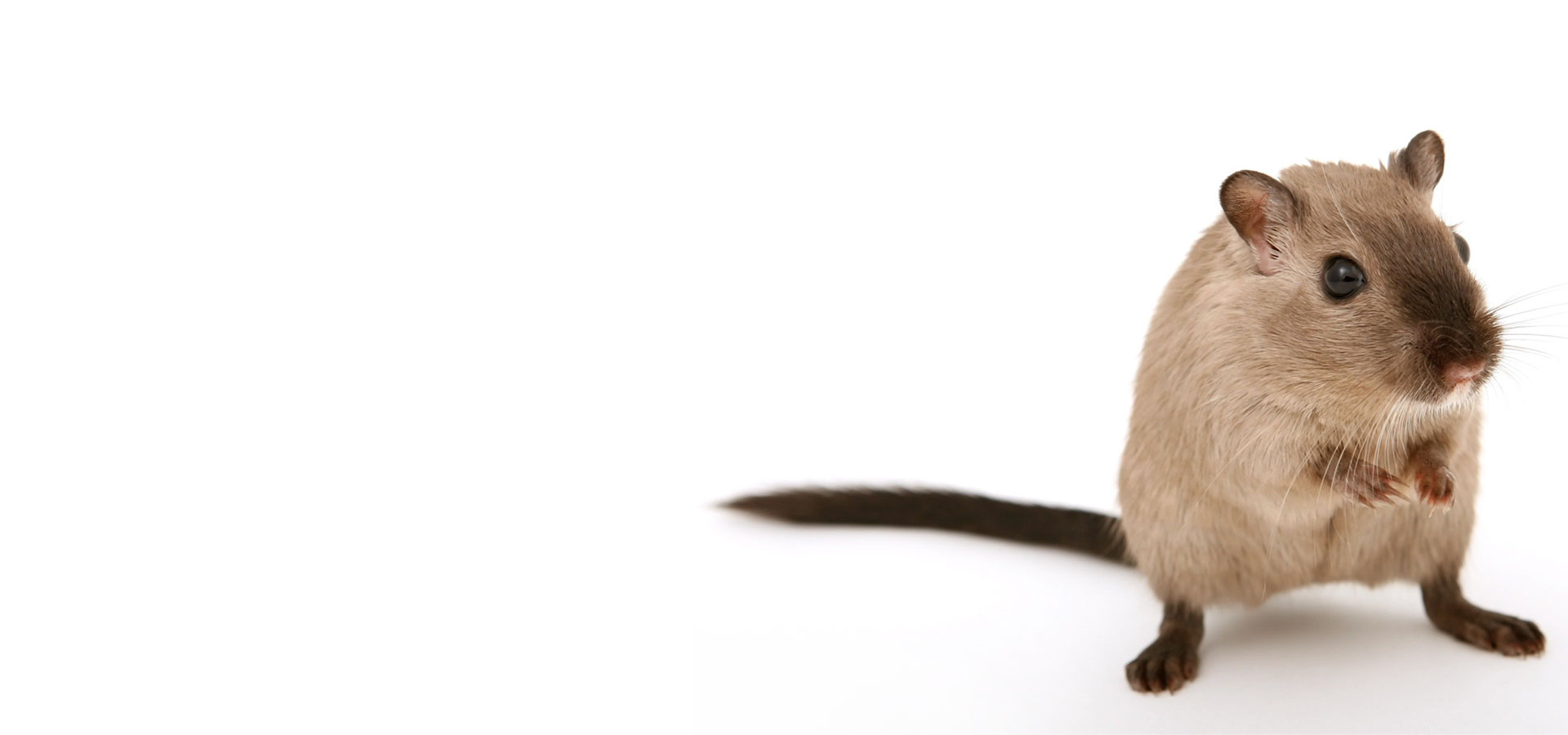 N&S-Experts Dératisation - lutte contre les rats