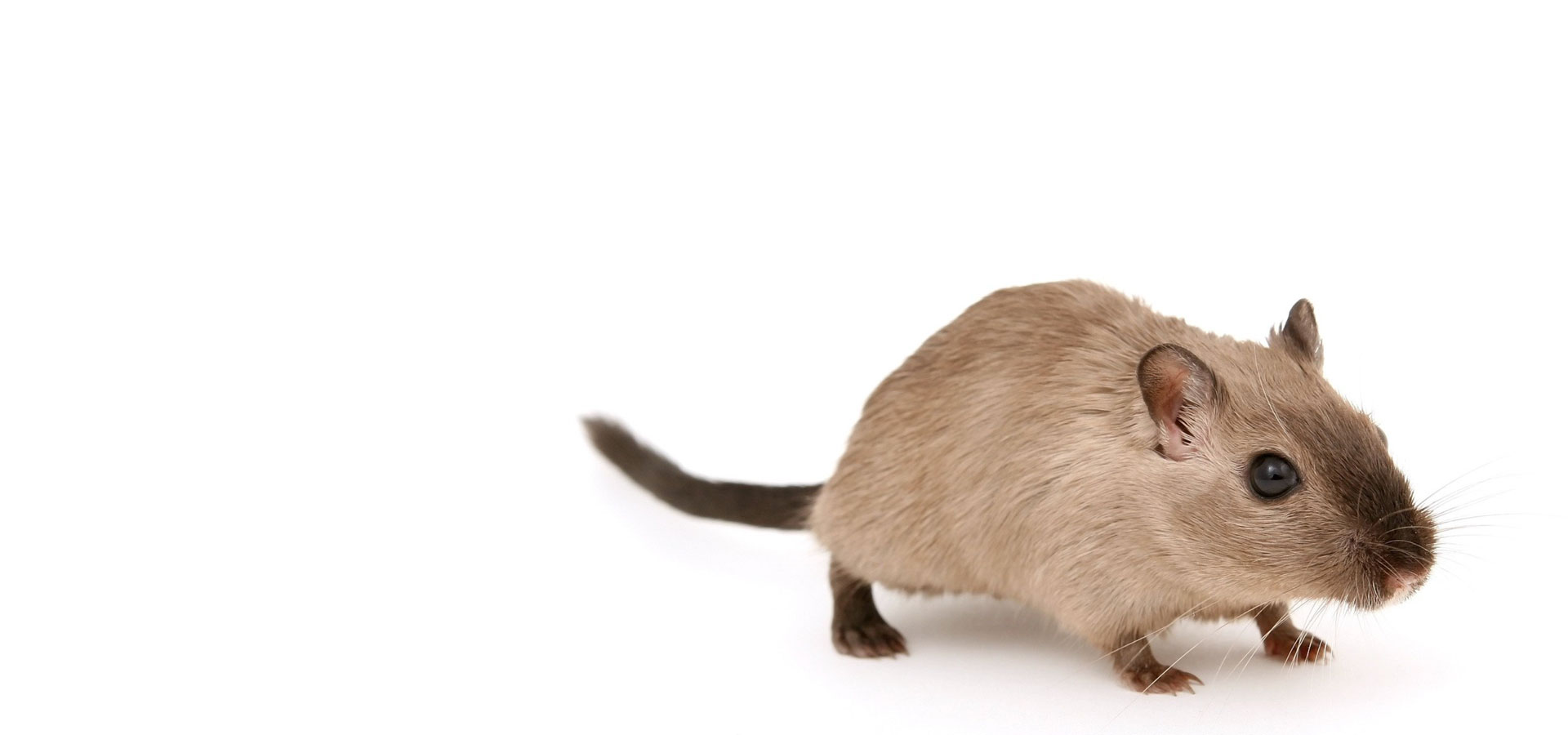 N&S-Experts Dératisation - lutte contre les rats