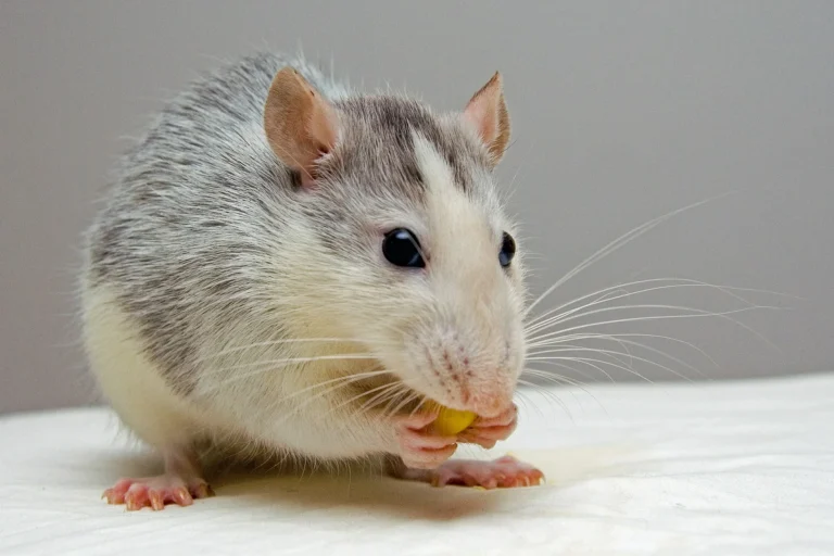 Rat en exterieur