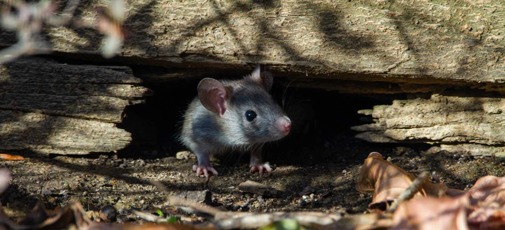 Rats et souris