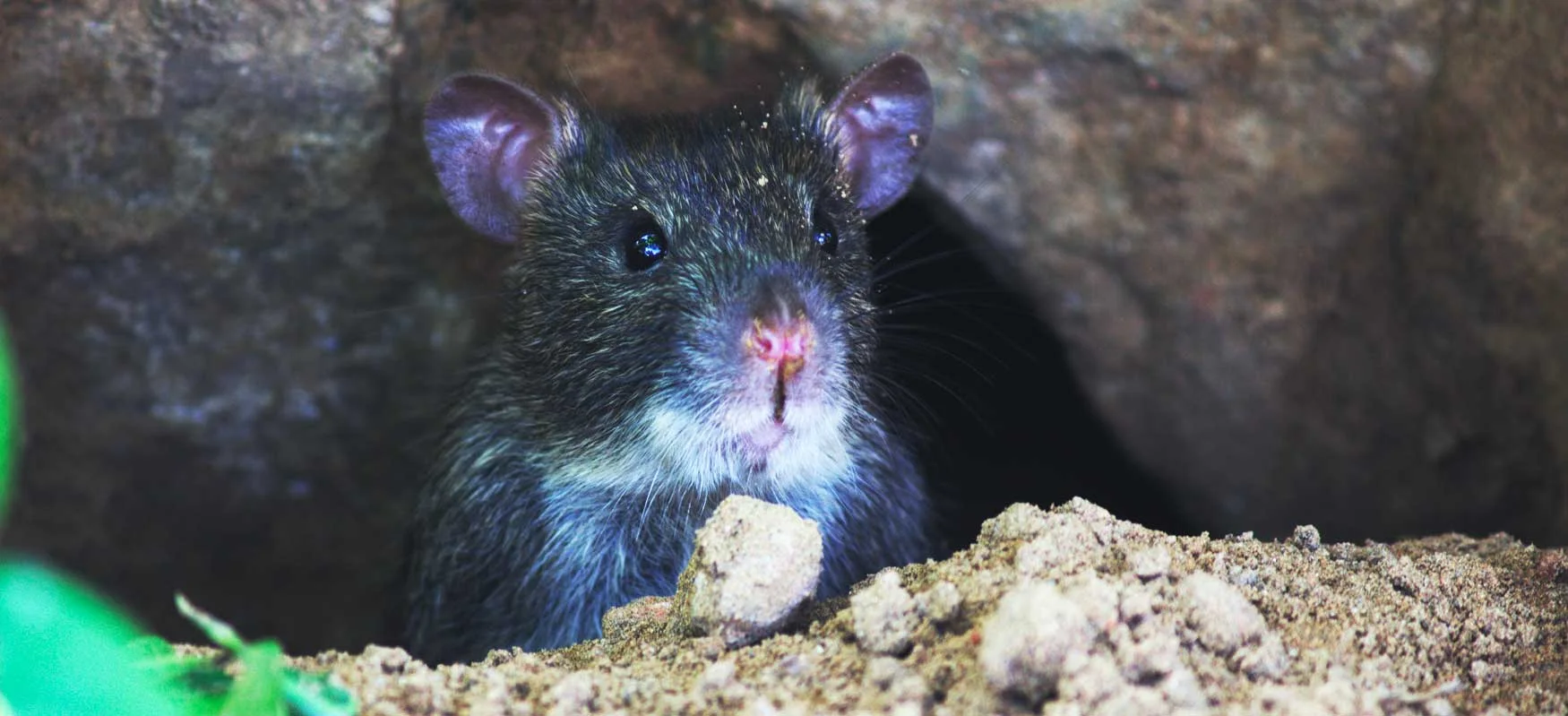 Souris domestiques