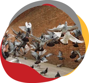 Pigeons sur un bâtiment
