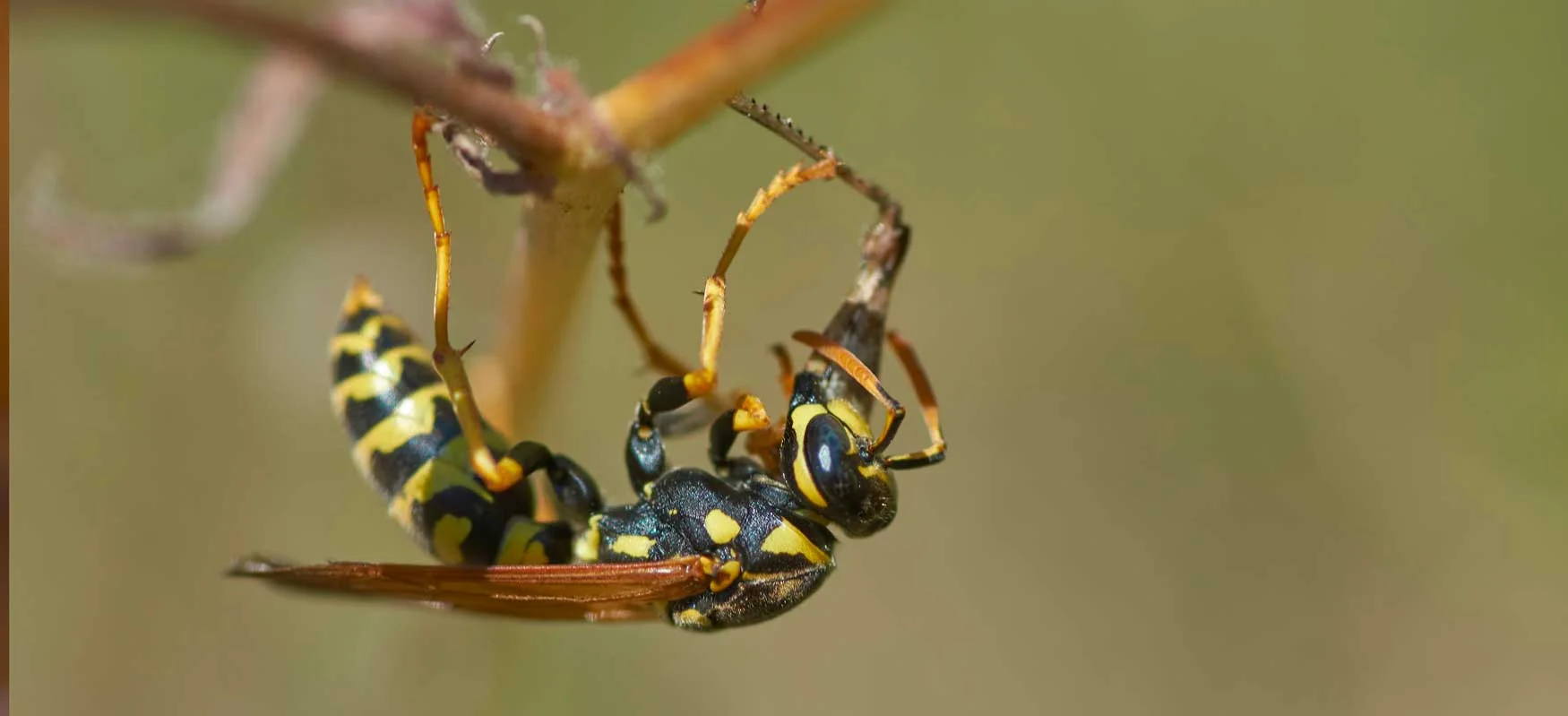 Guêpes sur un nid